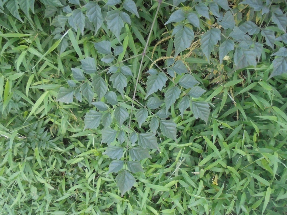 Millingtonia hortensis L.f.